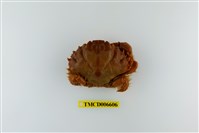 藏品(齒滑面蟹)的圖片